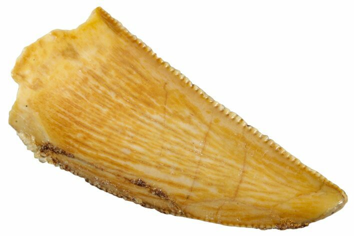 Serrated, Raptor Tooth - Real Dinosaur Tooth #243708